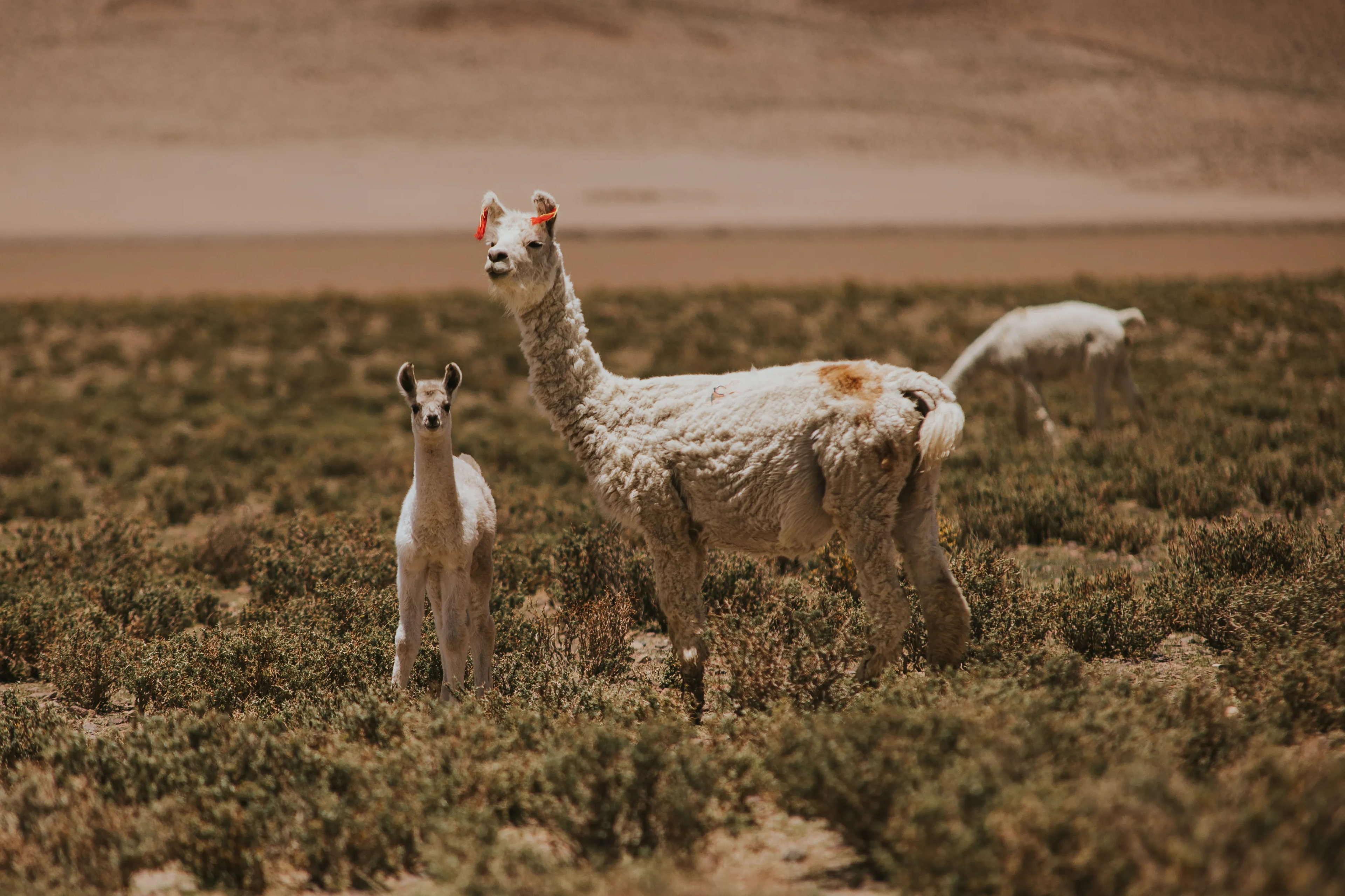 Dos personas caminando dentro de una oficina